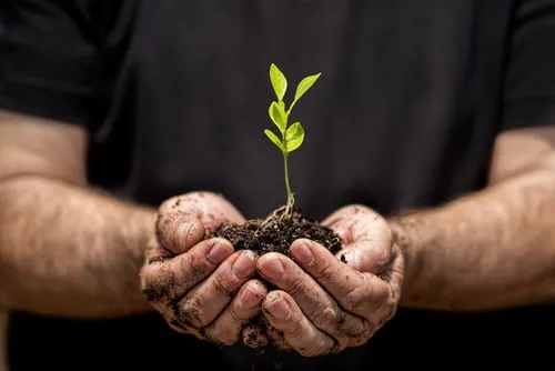 hands holding a small plant